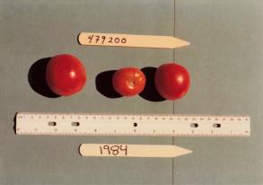 Click for 1 image(s) for this accession. FRUIT